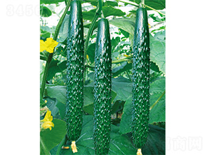 ��DV-11-�S�ϷN��-����