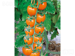 ����-���ѷN��-����