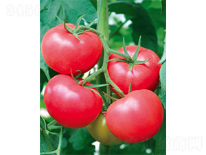 ���˶�-���ѷN��-����