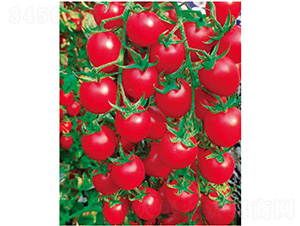 �t��Ԫ-���ѷN��-����