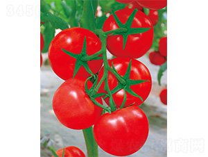 �t��-���ѷN��-����