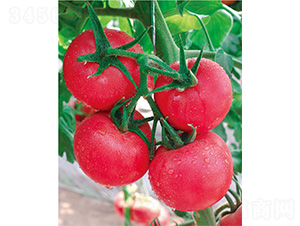 ���D��̖(h��o)-���ѷN��-����