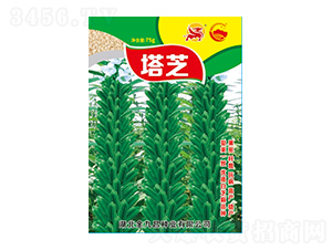 ��֥-��֥��Ʒ�N-��Ų�