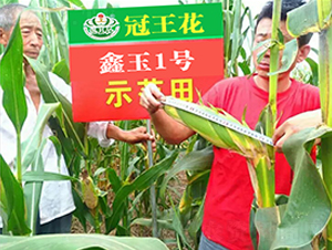 ����1̖(h��o)-���׷N��-������