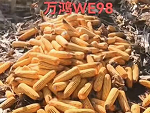 ���׷N��WE98-�f(w��n)���N�I(y��)