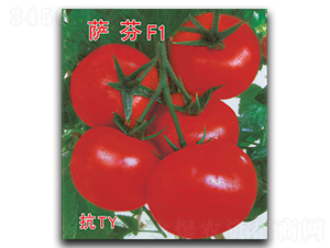 �_��-���ѷN��-�ٺ̹�