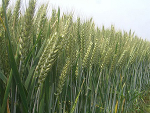 ����1̖(h��o)-С���N��-����N�I(y��)