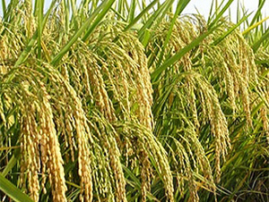 II��(y��u)084-ˮ���N��-����N�I(y��)