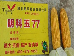 明科玉77-玉米種子-明天種業(yè)