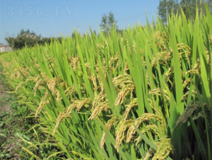 ����6̖-ˮ���N��-����N�I(y��)