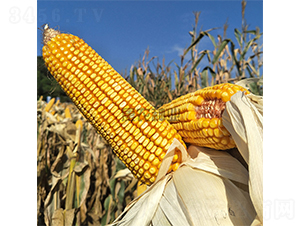 ���r��008-���׷N��-���r�N�I(y��)