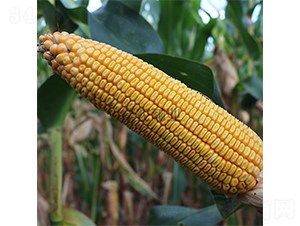 ����18-���׷N��-���r�N�I(y��)