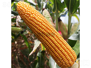 ���r��3̖-���׷N��-���r�N�I(y��)