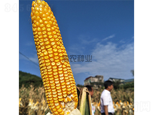 ����1108-���׷N��-���r�N�I(y��)