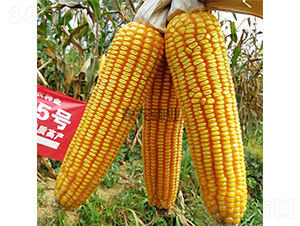 ���r5̖-���׷N��-���r�N�I(y��)