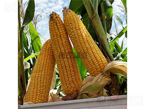 �߿�1̖-���׷N��-���r�N�I(y��)