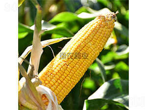 �й�666-���׷N��-���r�N�I(y��)