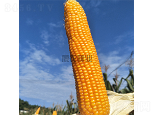 ���r��9̖-���׷N��-���r�N�I(y��)