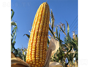 �й�333-���׷N��-���r�N�I(y��)