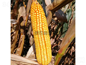 ���17-���׷N��-���r�N�I(y��)