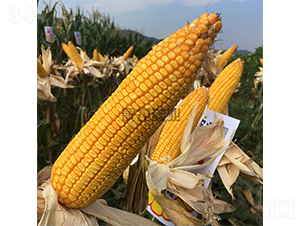 ����351-���׷N��-���r�N�I(y��)