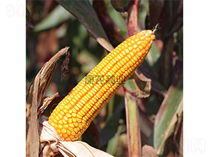 �߿�123-���׷N��-���r(n��ng)�N�I(y��)