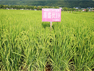 ��ʢ��(y��u)19-ˮ���N��-���ķN�I(y��)