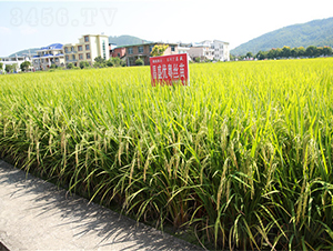 ��ʢ��(y��u)���z��-ˮ���N��-���ķN�I(y��)