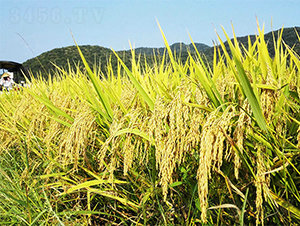 ����(y��u)��ռ-ˮ���N��-���ķN�I(y��)