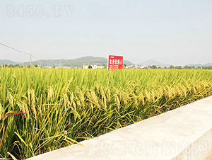 �r(n��ng)�マ(y��u)��ռ-ˮ���N��-���ķN�I(y��)