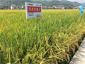 Ƽ�Ƀ�(y��u)��ռ-ˮ���N��-���ķN�I(y��)