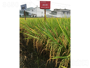 ���Ƀ�(y��u)401-ˮ���N��-���ķN�I(y��)