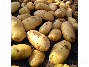 希森3號-土豆種子-希森