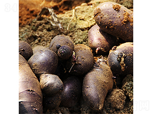 希森7號-土豆種子-希森