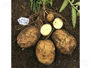 希森5號(hào)-土豆種子-希森