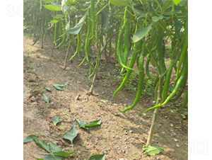 ���L��̖-�����N��-����N�I(y��)