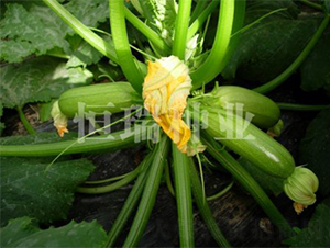 ������-�����J�N��-����N�I(y��)