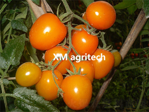 ��u-���ҷ��ѷN��-���r(n��ng)�r(n��ng)�I(y��)