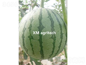 金華-西瓜種子-夏農農業(yè)