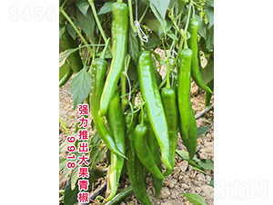 ����ཷ9918-�����N��-�V�݁���