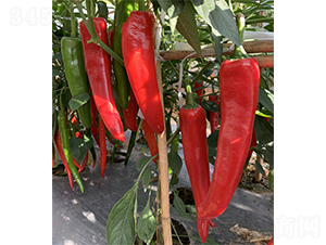 �t��100-�����N��-�V�݁���