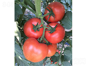 ���߶�Խ-���ѷN��-�V�݁���