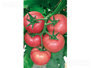 �W��˹-���ѷN��-�V�݁���