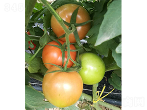 ��ʥ���900-���ѷN��-�V�݁���