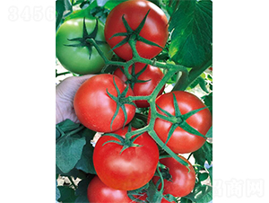 ���߽��-���ѷN��-�V�݁���