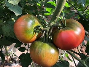 ����12̖(h��o)-���ѷN��-�V�݁���