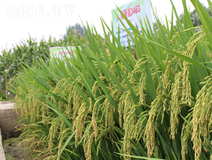 ¡�Ƀ�(y��u)3463-ˮ���N��-¡ƽ�N�I(y��)