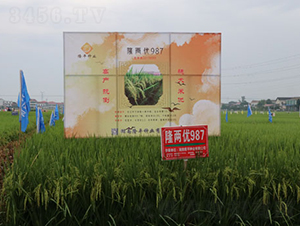 ¡�Ƀ�(y��u)987-ˮ���N��-¡ƽ�N�I(y��)