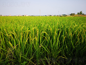 ���Ƀ�(y��u)�S�Aռ-ˮ���N��-¡ƽ�N�I(y��)