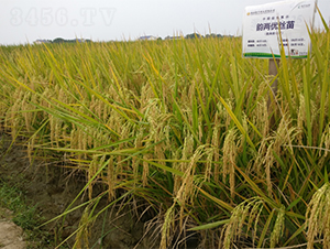 퍃Ƀ�(y��u)�z��-ˮ���N��-¡ƽ�N�I(y��)